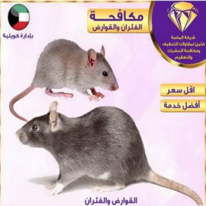 حشرات بالكويت2024 مكافحة حشرات وقوارض - شركة تنظيف 50464050 - مكافحة حشرات بالكويت - مكافحة حشرات - مكافحة بق - مكافحة فئران - رش صراصير